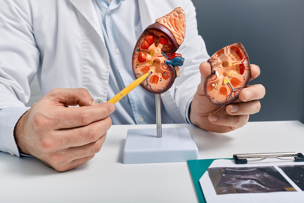 Doctor pointing to parts on a kidney model